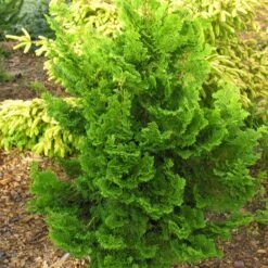 Vokel's Upright Hinoki Cypress