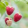 Rubus 'Willamette' Raspberry -Macys Shop 25958