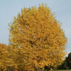 Silver Maple