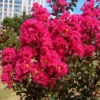 Pink Velour Crape Myrtle -Macys Shop 2597