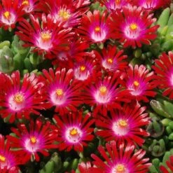 Delosperma Hotcakes® 'Saucy Strawberry'