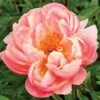 'Pink Hawaiian Coral' Peony 1 'Pink Hawaiian Coral' Peony -Macys Shop 26335