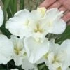 Iris 'Swans In Flight' -Macys Shop 26354