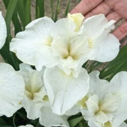 Iris 'Swans In Flight'