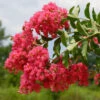 Tuscarora Crape Myrtle -Macys Shop 2645