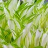 Hosta 'Kiwi Spearmint' -Macys Shop 26526