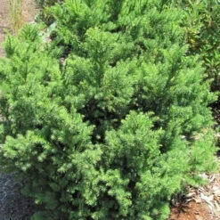 Black Dragon Cryptomeria -Macys Shop 2672