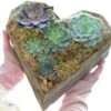 Heart Mix Succulent Garden -Macys Shop 26881