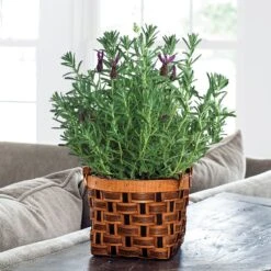 Lavender Gift Plant