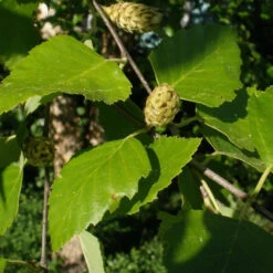 River Birch Tree -Macys Shop 2704