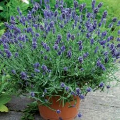 Lavandula Sweet Romance®