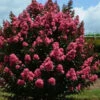 First Editions® Coral Magic Crapemyrtle -Macys Shop 2722