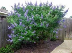 Delta Blues™ Chastetree