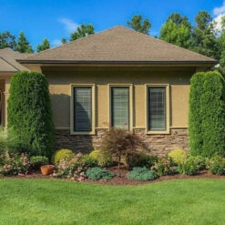 Emerald Green Arborvitae 12 Emerald Green Arborvitae -Macys Shop 2763