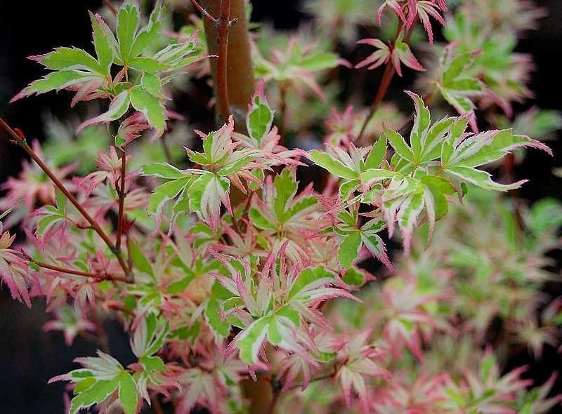 Butterfly Japanese Maple 7 Butterfly Japanese Maple - Image 5