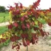 Cercis Flame Thrower® -Macys Shop 27751