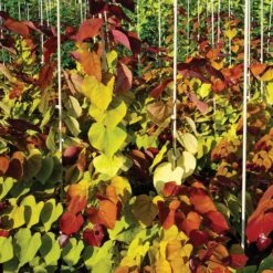 Cercis Flame Thrower® -Macys Shop 27751 2