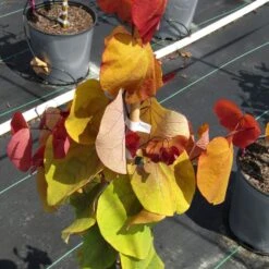 Cercis Flame Thrower® -Macys Shop 27751 4
