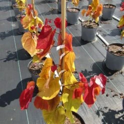 Cercis Flame Thrower® -Macys Shop 27751 5