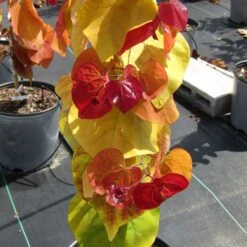 Cercis Flame Thrower® -Macys Shop 27751 6