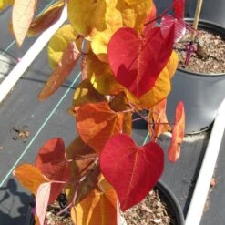Cercis Flame Thrower® -Macys Shop 27751 7
