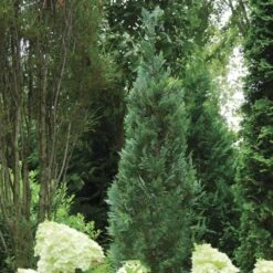 Chamaecyparis Pinpoint® Blue
