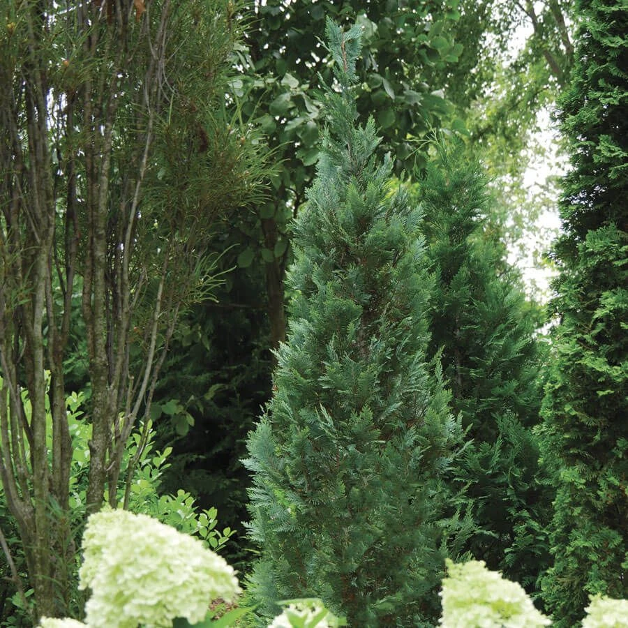 Chamaecyparis Pinpoint® Blue 3 Chamaecyparis Pinpoint® Blue