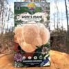 Lion's Mane Pom Pom Mushroom -Macys Shop 27947