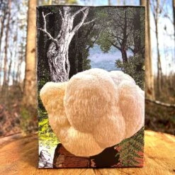 Lion's Mane Pom Pom Mushroom -Macys Shop 27947 1