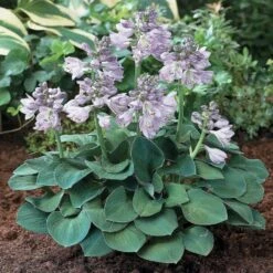Hosta 'Blue Mouse Ears' -Macys Shop 28033 2