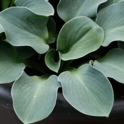 Hosta 'Blue Mouse Ears' -Macys Shop 28033 4