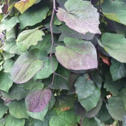 Ruby Falls Redbud -Macys Shop 2811