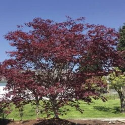 Acer 'Bloodgood'