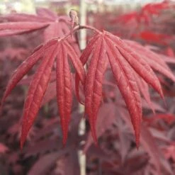 Acer 'Bloodgood' -Macys Shop 28160 2