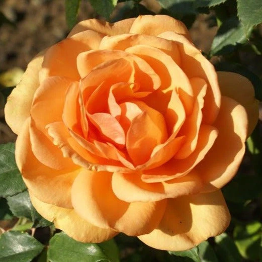 South Africa® Sunbelt® Rose Tree 3 South Africa® Sunbelt® Rose Tree