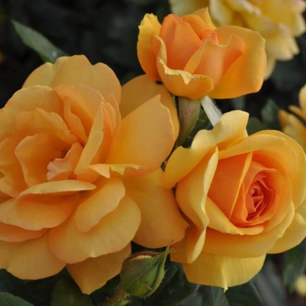 South Africa® Sunbelt® Rose Tree 4 South Africa® Sunbelt® Rose Tree - Image 2