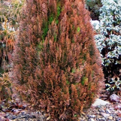 Morgan Chinese Arborvitae -Macys Shop 2858