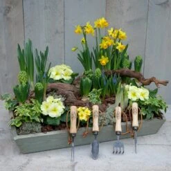 DeWit 4-Piece Bonsai Tool Set