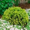 Thuja ANNA'S MAGIC BALL® -Macys Shop 28792