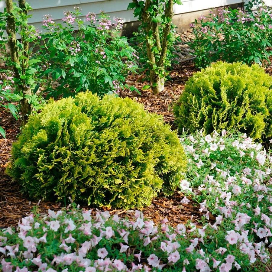 Thuja ANNA'S MAGIC BALL® 4 Thuja ANNA'S MAGIC BALL® - Image 2