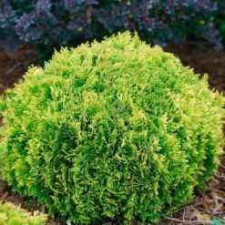 Thuja ANNA'S MAGIC BALL® 8 Thuja ANNA'S MAGIC BALL® -Macys Shop 28792 2