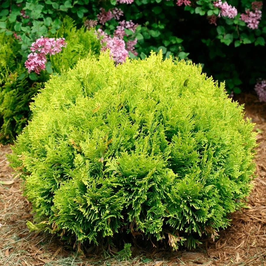 Thuja ANNA'S MAGIC BALL® 6 Thuja ANNA'S MAGIC BALL® - Image 4