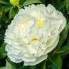 'Duchesse De Nemours' Peony -Macys Shop 28851