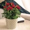 Red Rose Gift Plant -Macys Shop 28937