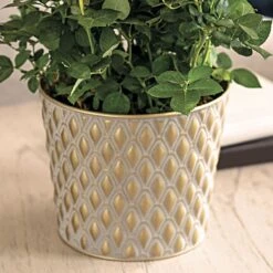 Red Rose Gift Plant -Macys Shop 28937 2