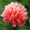 Paeonia 'Lorelei' Peony -Macys Shop 29167
