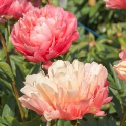 Paeonia 'Lorelei' Peony -Macys Shop 29167 2