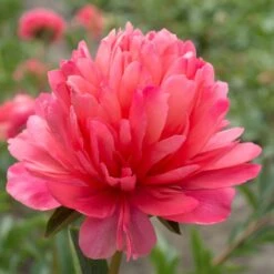 Paeonia 'Lorelei' Peony -Macys Shop 29167 3