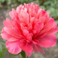 Paeonia 'Lorelei' Peony -Macys Shop 29167 4