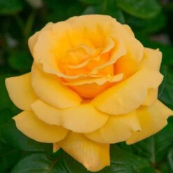 Michelangelo™ Hybrid Tea Rose